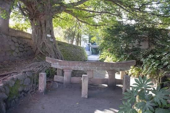 木の根元に、笠木の部分だけを地上に出して埋もれている石の鳥居