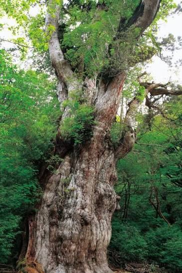 屋久島の森に立つ、コブだらけの巨大な縄文杉の幹