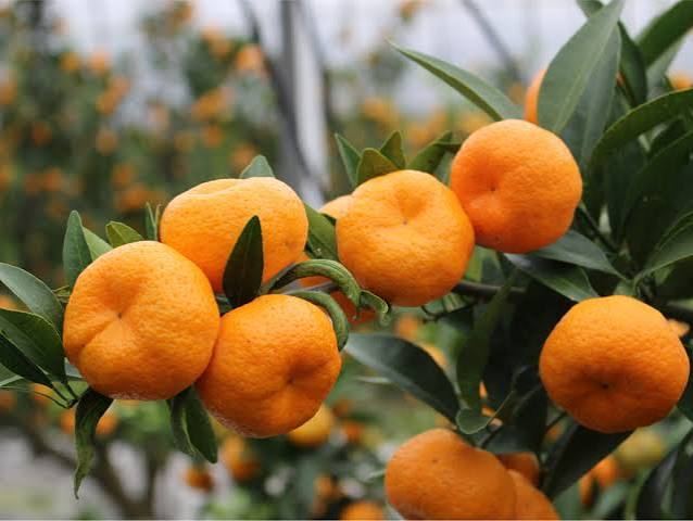 木になった、直径数センチほどの小さな桜島小みかん